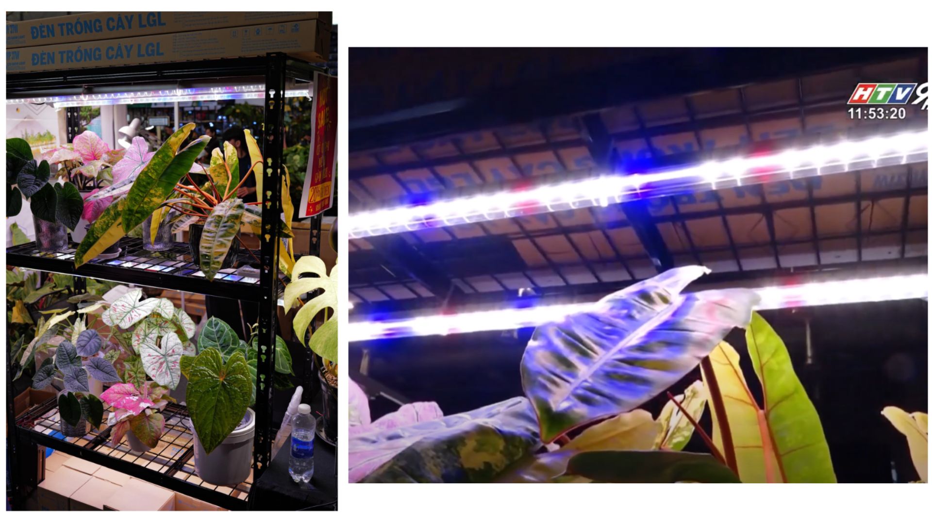 Đ&egrave;n Quang Hợp LGL v&agrave; những điều được truyền tải trong sự kiện M&ecirc; L&aacute; 2024